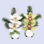 Promo Composition de cymbidium à 7,99 € dans le catalogue U Express à Monceaux-sur-Dordogne