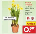 Blumenzwiebeln Angebote bei Netto Marken-Discount Fulda für 0,99 €