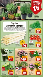 Ähnliche Angebote wie Efeu im Prospekt "Dein Markt" auf Seite 5 von REWE in Gelsenkirchen