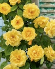 Rose Stamm bei toom Baumarkt im Pasewalk Prospekt für 17,99 €