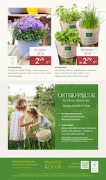 Pflanzen Kölle Kräuter im Prospekt 