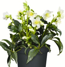Christrose bei Jawoll in Rheine Christrose im Angebot bei Jawoll Rheine für 4,49 €