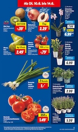 Ähnliche Buchsbaum Angebote im Prospekt "LIDL LOHNT SICH" von Lidl in Siegen Ähnliche Angebote wie Buchsbaum im Prospekt "LIDL LOHNT SICH" auf Seite 5 von Lidl in Siegen