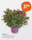 Hebe im tegut Prospekt Hebe von im aktuellen tegut Prospekt für 3,99 €