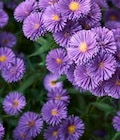 Glattblatt-Aster von  im aktuellen Pflanzen Kölle Prospekt für 3,33 €