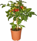 Naschgemüse von  im aktuellen Netto Marken-Discount Prospekt für 7,99 €