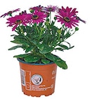 Fuchsien oder Kapkörbchen „Osteospermum“ für 1,99 € bei Netto mit dem Scottie im Angebot Fuchsien oder Kapkörbchen „Osteospermum“ im aktuellen Netto mit dem Scottie Prospekt