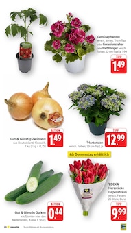 Tulpen im aktuellen EDEKA Prospekt (Koblenz) Tulpen im EDEKA Prospekt "Aktuelle Angebote" mit 55 Seiten (Koblenz)