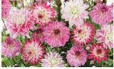Bulbes de Dahlias Gros Volumes en promo chez Hyper U Bulbes de Dahlias Gros Volumes dans le catalogue Hyper U
