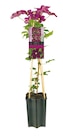 Clematis 'Waldrebe' von Clematis im aktuellen Netto mit dem Scottie Prospekt