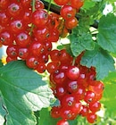 Rote Johannisbeere „Jonkheer van Tets“ im Angebot bei Hornbach in Delmenhorst Rote Johannisbeere „Jonkheer van Tets“ Angebote bei Hornbach Delmenhorst für 9,99 €