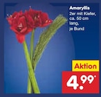 Aktuelle Zimmerpflanzen Angebote bei Netto Marken-Discount in Mannheim Aktuelles Amaryllis Angebot bei Netto Marken-Discount in Mannheim ab 4,99 €