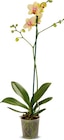 Phalaenopsis im Angebot bei Netto Marken-Discount in Hannover Phalaenopsis Angebote bei Netto Marken-Discount Hannover für 5,99 €