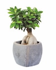 Aktuelles Ficus Ginseng in Viereck-Keramik Angebot bei Lidl in Hannover ab 9,99 €