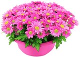 Chrysantheme im aktuellen Penny Prospekt für 4,99 €