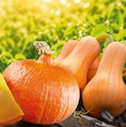 Hokkaido Kürbis im Angebot bei Netto Marken-Discount in Germering Hokkaido Kürbis Angebote von HEIMAT bei Netto Marken-Discount Germering für 0,79 €