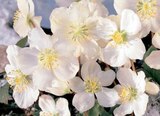 Christrose „Christmas Carol“ Angebote von Floraself bei Hornbach Leinfelden-Echterdingen für 5,99 €