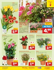 Aktueller Netto Marken-Discount Prospekt mit Tulpen, "Aktuelle Angebote", Seite 7