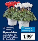 Aktuelle Pflanzen Angebote bei Lidl in Hamburg Aktuelles Alpenveilchen Angebot bei Lidl in Hamburg ab 1,99 €