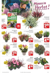 Blumenerde im E center Prospekt in Zwickau Aktueller E center Prospekt mit Blumenerde, "Wir lieben Lebensmittel!", Seite 11