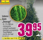 Lebensbaum „Smaragd“ bei Hornbach im Ingolstadt Prospekt für 39,95 €