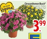 Chrysanthemen Busch im Angebot bei EDEKA in Kaufbeuren Chrysanthemen Busch Angebote bei EDEKA Kaufbeuren für 3,99 €