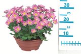 Blühpflanze in Schale im Angebot bei Lidl in Grevenbroich Blühpflanze in Schale Angebote bei Lidl Grevenbroich für 4,99 €