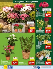 Ähnliche Stiefmütterchen Angebote im Prospekt "Aktuelle Angebote" von Netto Marken-Discount in Kaiserslautern Ähnliche Angebote wie Stiefmütterchen im Prospekt "Aktuelle Angebote" auf Seite 14 von Netto Marken-Discount in Kaiserslautern