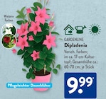 Dipladenia von GARDENLINE im aktuellen ALDI SÜD Prospekt für 9,99 €