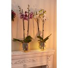 Orchidée lumineuse en promo chez Carrefour Antony à 12,99 €