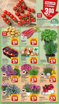 Tomaten im REWE Prospekt "Dein Markt" mit 16 Seiten (Bochum)