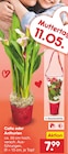 Netto Marken-Discount Steinhagen - Calla oder Anthurien Angebot im Prospekt Calla oder Anthurien bei Netto Marken-Discount im Steinhagen Prospekt für 7,99 €