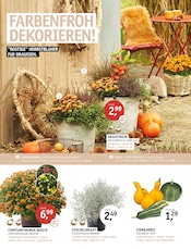 Aktueller ROSENGUT Langerwisch Prospekt mit Blumen, "ENDLICH HERBST!", Seite 2