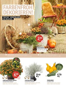 Pflanzen im ROSENGUT Langerwisch Prospekt "ENDLICH HERBST!" mit 12 Seiten (Potsdam)