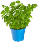 Bio Basilikum im Angebot bei REWE in Chemnitz Bio Basilikum Angebote von REWE Bio bei REWE Chemnitz für 1,79 €