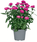 Aster für 2,99 € bei toom Baumarkt im Angebot Aster im aktuellen toom Baumarkt Prospekt