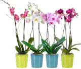 Schmetterlings-Orchidee im OBI Prospekt Schmetterlings-Orchidee von im aktuellen OBI Prospekt für 7,99 €