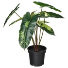 Topfpflanze, künstlich drinnen/draußen Philodendron/grün/weiß von FEJKA für 9,99 € bei IKEA im Angebot Topfpflanze, künstlich drinnen/draußen Philodendron/grün/weiß von FEJKA im aktuellen IKEA Prospekt