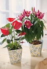 Plante fleurie Anthurium en promo chez Intermarché Super Saint-Nazaire à 12,99 €