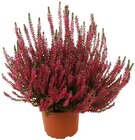Aktuelle Pflanzen Angebote bei Penny in Wolfsburg Aktuelles Besenheide Angebot bei Penny in Wolfsburg ab 1,89 €