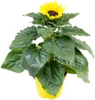 Penny Aue - Sonnenblume Angebot im Prospekt Sonnenblume bei Penny im Aue Prospekt für 1,99 €