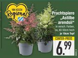 Prachtspiere im EDEKA Prospekt Prachtspiere im aktuellen EDEKA Prospekt für 6,99 €