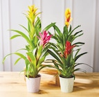 Mixte bromelias - Bi1 à Annemasse Mixte bromelias en promo chez Bi1 Annemasse à 6,99 €