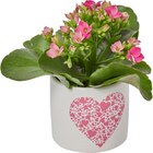 Mini kalanchoe à Carrefour dans Coquelles