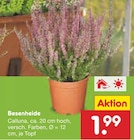 Besenheide im Angebot bei Netto Marken-Discount in Konstanz Besenheide Angebote bei Netto Marken-Discount Konstanz für 1,99 €