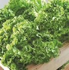 Salade Laitue Feuille de Chêne à 1,69 € dans le catalogue Netto
