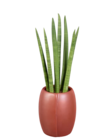 Sanseveria en pot céramique - Lidl à Quimper Sanseveria en pot céramique en promo chez Lidl Quimper à 8,99 €