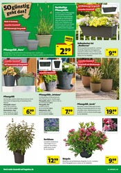 Aktueller Hagebaumarkt Prospekt mit Blumentopf, "SO günstig geht das!", Seite 4