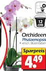 Orchideen Phalaenopsis Angebote bei Wreesmann Bremerhaven für 4,49 €