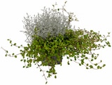 Calocephalus mit Muehlenbeckia im Angebot bei ALDI Nord in Wismar Calocephalus mit Muehlenbeckia Angebote von GARDENLINE bei ALDI Nord Wismar für 1,69 €